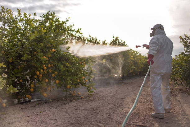 Best Wasp Removal Services  in Chariton, IA