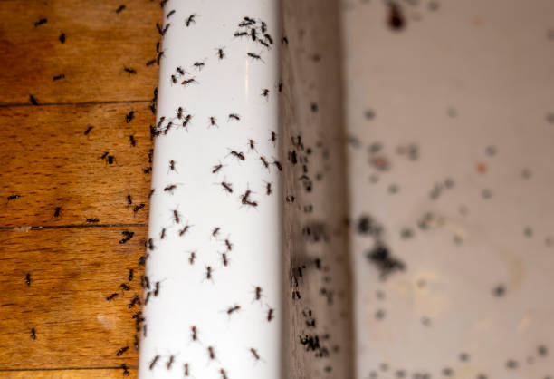 Best Exterminator Services  in Chariton, IA