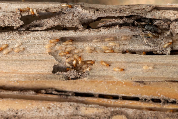 Best Residential Pest Control  in Chariton, IA