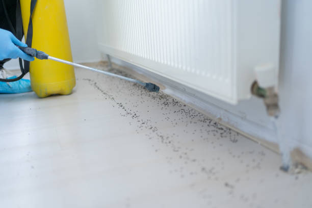 Best Rat Extermination Near Me  in Chariton, IA